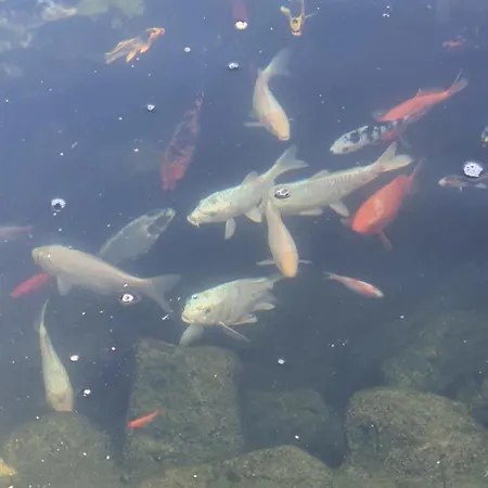 Casa Ruby Πανσιόν Μανγκάλια