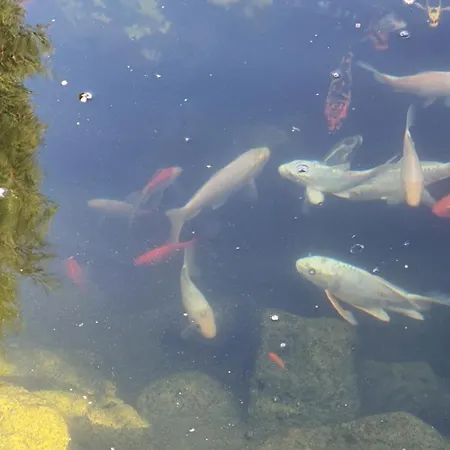 Casa Ruby Πανσιόν Μανγκάλια