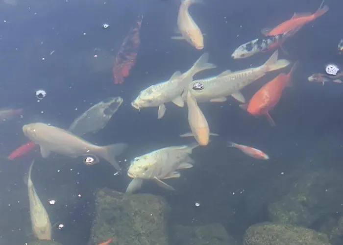 Casa Ruby ゲストハウス マンガリア