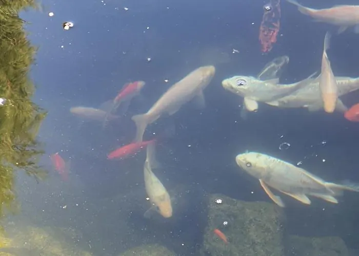 Casa Ruby ゲストハウス マンガリア